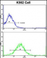 TH Antibody (C-term)