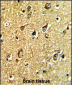 TH Antibody (C-term)