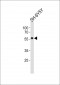 TH Antibody (C-term)