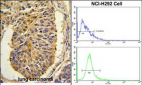 CER1 Antibody (N-term)