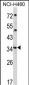 CER1 Antibody (N-term)