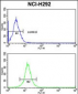 RGP1 Antibody (C-term)