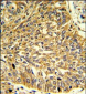 RGP1 Antibody (C-term)