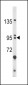 BICC1 Antibody (N-term)