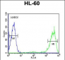 Rab5 Antibody (C-term)