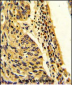 FPGS Antibody (Center)