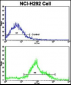 FTO Antibody (N-term)