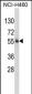 FTO Antibody (N-term)