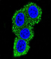 CD28 Antibody (C-term)