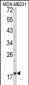 CD28 Antibody (C-term)