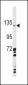 CLEC16A Antibody (Center)