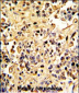 Neprilysin Antibody (C-term)