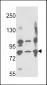 Neprilysin Antibody (C-term)