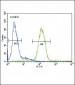 CP Antibody (Center)