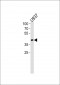 APOL1 Antibody