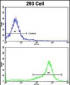 SHP2 Antibody (Y546)