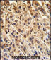 SHP2 Antibody (Y546)