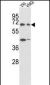 SHP2 Antibody (Y546)