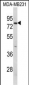 RANBP9 Antibody (Center)