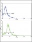 SKP2 Antibody (Center)