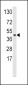 SKP2 Antibody (Center)