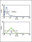 TPT1 Antibody (Center)