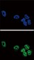 PLA2G4A Antibody (Center)