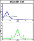 ACTN1 Antibody (N-term)