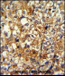 ACTN1 Antibody (N-term)