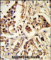ARHGAP18 Antibody (Center)