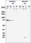 HADHA Antibody (C-term) [Knockout Validated]