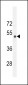 Sestrin-2 Antibody (Center)