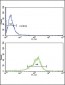 THBS1 Antibody (N-term)