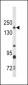 THBS1 Antibody (N-term)