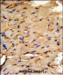 PEA-15 Antibody (C-term)