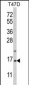 PEA-15 Antibody (C-term)