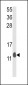 PEA-15 Antibody (C-term)