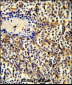 CCL3 Antibody (C-term)