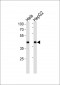LRPAP1 Antibody (C-term)