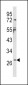 IL1B Antibody (Center)