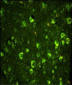 ABI1 Antibody (N-term)