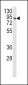 AOC3 Antibody (Center)