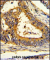 SCAP Antibody (Center)