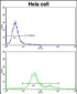 MCAM Antibody (Center)