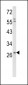 CD138 Antibody (C-term K281)