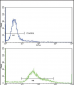 CD71 Antibody (C-term)