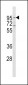 CD71 Antibody (C-term)