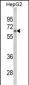 HNRPL Antibody (C-term)