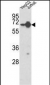 HNRPL Antibody (Center)