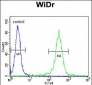 ATP5B Antibody (Center)
